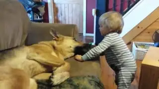 Dog kissing baby
