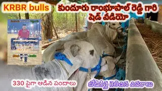 KRBR bulls 🔥 కుందూరు రాంభూపాల్ రెడ్డి గారి షెడ్ వీడియో🔥బోడిగిత్త గెలిచిన వివరాలు🔥330పైగా ఆడిన పందాలు