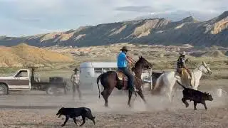Solid Made All-Around Black Ranch Gelding ~ Meet Lunchbox ~ For Sale Learn More: DMHORSES.COM