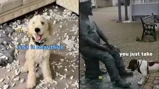 Funny Animal Voiceovers 😂TRY NOT TO LAUGH😂