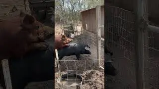One of ￼￼male pig in love#farming #livestock #pig #pigs #breeding