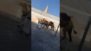 Mango 🥭 festival opening in souq waqif &hellip;&hellip;Qatar 🇶🇦&hellip;..🥰🥰🥰#subscribemychannel #foryou #shorts 🥰