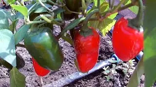 Jalapeno Craig's Grande. Сорт острого перца