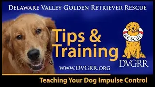 DVGRR Teaching Your Dog Impulse Control
