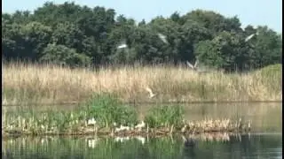 Chlidonias hybridus - Whiskered Tern - Белобуза рибарка