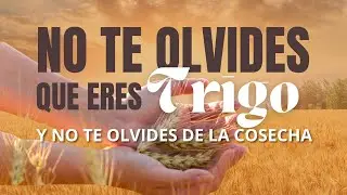 Rev. Jimmy Castillo | No te olvides que eres trigo y no te olvides de la cosecha