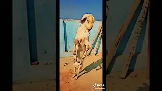 Best wild goat fighter 😉 treading video #animals #youtubeshorts @Animalsbreeding