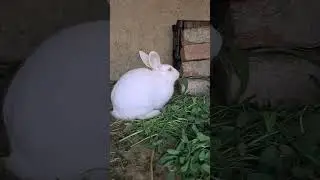 Rabbit white red eye #bunnie #mybunny #cute #mycuterabbit #eyedisease #anis for you tranding video