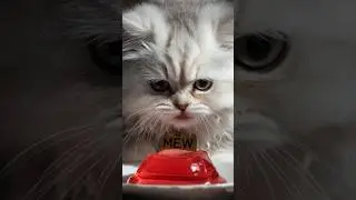 cat 😺🔥😱💀