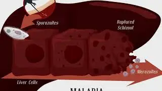 Mosquitoes facts