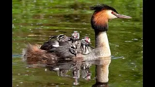 B&uacute;bos v&ouml;cs&ouml;k csal&aacute;d 2021 09 26 Podiceps cristatus