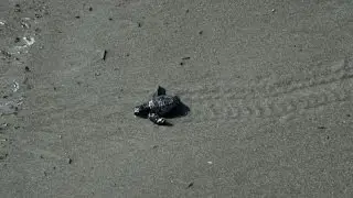 Eco-group: Panama turtle eggs at risk from rising temperatures