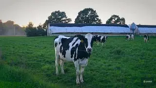 🚨 EL PASTO SE ACABÓ: El FORRAJE HIDROPÓNICO que da MÁS LECHE, MÁS CARNE y MÁS HUEVOS