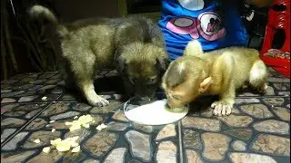 Mom Teach Dodo And Judo Get Milk Together, Dodo And Judo Not Bite Become Best Friend