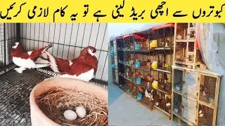 Kabootron Ki Achi Breed Kaise Nikalein | Best Breeding Tips For Pigeons | Kabootar Breeding Secrets 