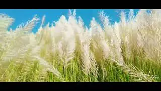 Obosthan (অবস্থান) || কাশফুল