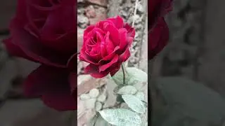 maroon colour Rose!!#rose #flowers#gardening #ytshorts