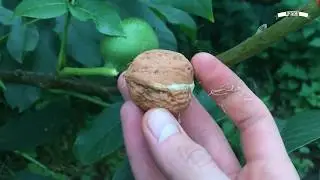 Ореховый сад как бизнес идея