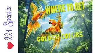 Where To Get A Golden Conure | #parrot_bliss #goldenconure