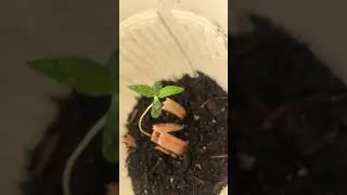 Part4 growing weed with just water