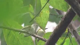 Uma das MENORES AVES do MUNDO Myiornis ecaudatus (ca&ccedil;ula)