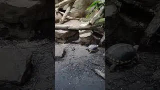 [ Yellow-margined Box Turtle ] 食蛇龜  食蛇龟