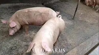 Feed them right with U-MIX macropacks and reap the benefits.