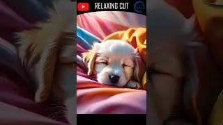 Relaxing lullaby with images of sleeping puppies 7/10