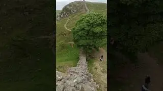 Sycamore gap tree Hadrian's Wall
