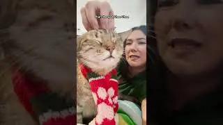 These Cats Are Obsessed With Christmas | The Dodo  #thedodoanimals #dodoanimals