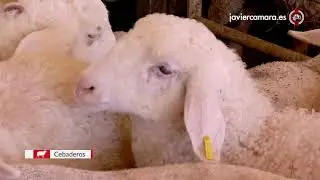 Sheep Handling Systems Javier Camara Ru Anglo-Nubian Goats