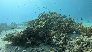 fun diving