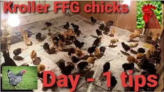 How to raise baby chicks kuroiler FFG. || Day 1 arrival  chicks || 7 tips.