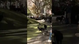 Jemmy&rsquo;s Dog Run at the Madison Square Park #newyork #nyc