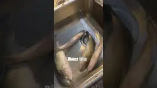 Yall eat Bass? Fresh out the pond?#bassfishing #fishing #2025 #trending #largemouthbass