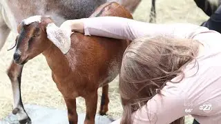 Local farm offers goat yoga to bring joy to others' lives
