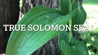 Zaub qwv qwg zoo tshuaj ntau yaam solomon seal zoo tshuaj ntau yaam