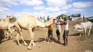 Siciid Gacamey Gabay --Godob curiye