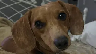 Sweet Nugget. #Funnydog #WeinerDog #Dashhound funny