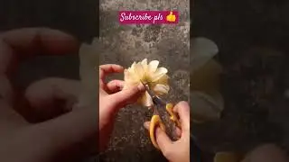 thale se flower banana #like