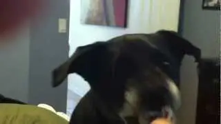 Dog Bites Finger Off (Graphic)