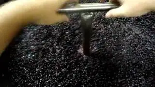 Syrah punch down || Pigeage de Syrah