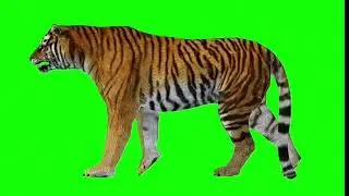 Tiger Animation Green Screen | Trending Video Tiger Green Screen Effect | Trending Video for Editing