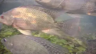 SILURIFORMES E CICL&Iacute;DEOS