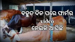 Farm ରେ ହେଇଚି କିଛି changes ।। Pankaj Dairy Farm at Baripada