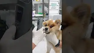 Executive Health Screening For Pets