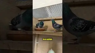 I thought this would make a beautiful pairing #ceyxloft #pigeonracing #racingpigeon #pigeons
