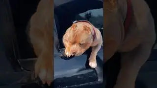 🐾 Pocket Bully&rsquo;s Breakfast Run &ndash; Only the Best for a King! 🥩