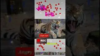 Tiger Animal video #tigerzindaha #Tiger6#denger #walking #rest