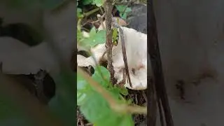 Lentinus sajor-caju #mushroom #fungi #nature